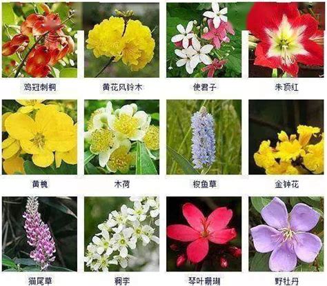 花名 意思